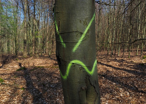 Bild Nr. 5