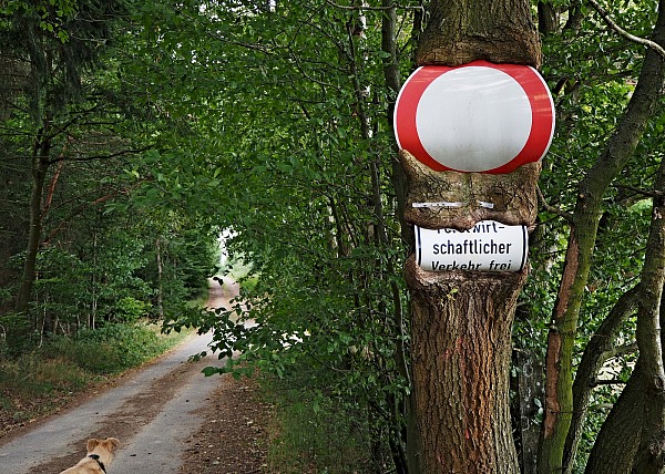 Bild Nr. 7
