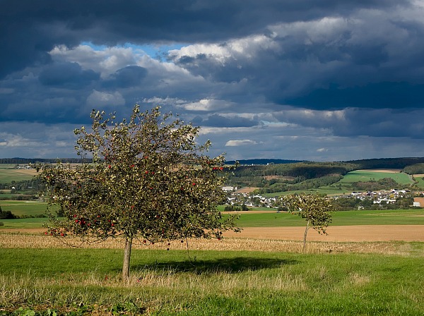 Bild Nr. 11